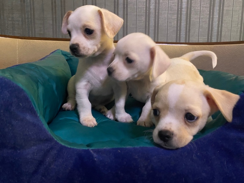 Chihuahua, Köpek  sahipleri belirliyicek fotoğrafı
