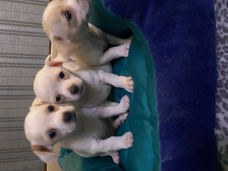 Chihuahua, Köpek  sahipleri belirliyicek fotoğrafı