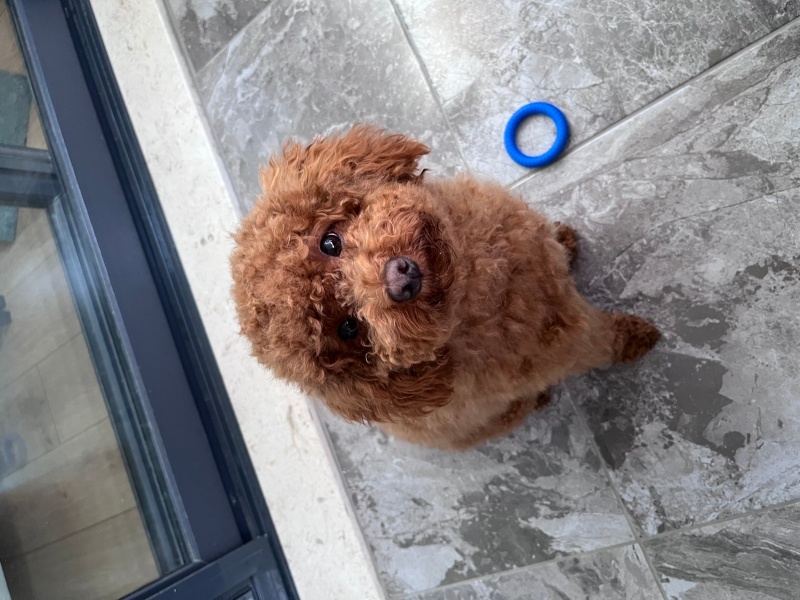 Poodle (Minyatür Kaniş), Köpek  Pekmez fotoğrafı