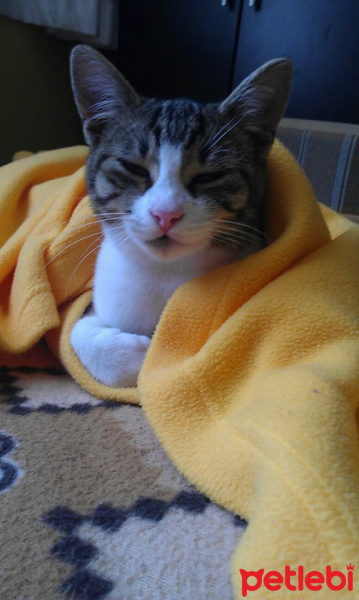 Tekir Kedi, Kedi  bıdık fotoğrafı