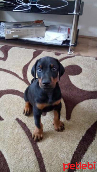 Doberman Pinscher, Köpek  Paşa fotoğrafı