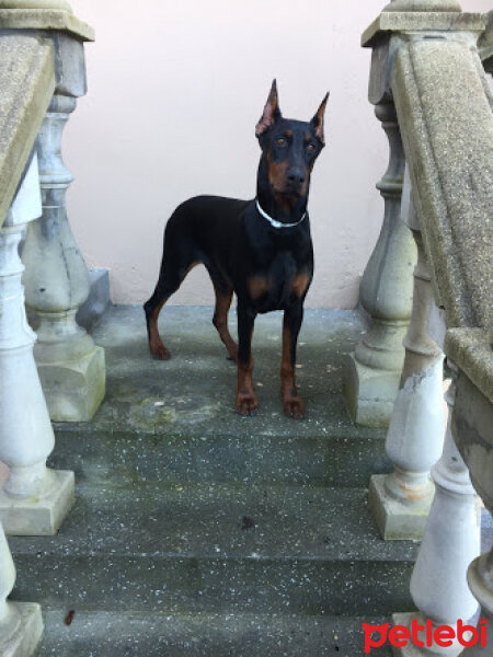 Doberman Pinscher, Köpek  Paşa fotoğrafı