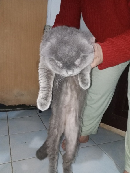 British Shorthair, Kedi  Duman ve isimsz fotoğrafı