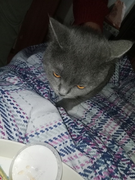 British Shorthair, Kedi  Duman ve isimsz fotoğrafı