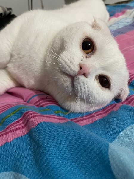 Scottish Fold, Kedi  Paşa fotoğrafı