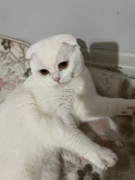 Scottish Fold, Kedi  Paşa fotoğrafı