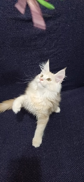 Maine Coon, Kedi  Leydi fotoğrafı