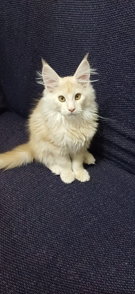 Maine Coon, Kedi  Leydi fotoğrafı