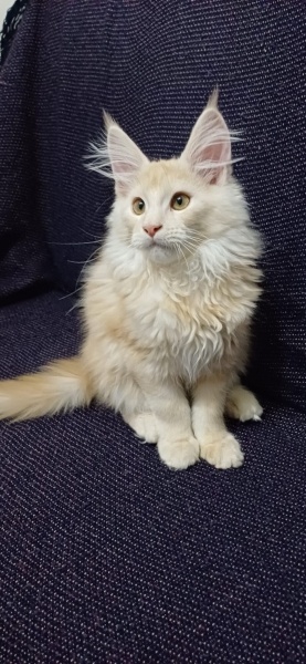 Maine Coon, Kedi  Leydi fotoğrafı