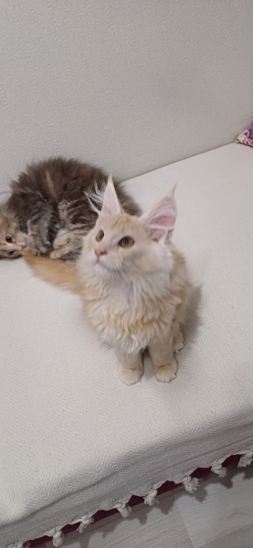 Maine Coon, Kedi  Leydi fotoğrafı