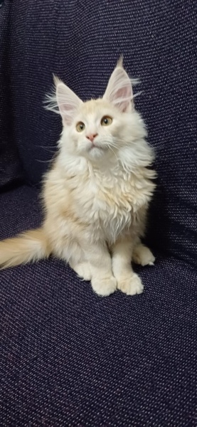 Maine Coon, Kedi  Leydi fotoğrafı
