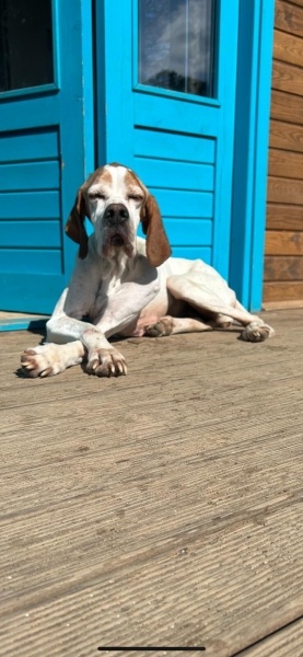 Pointer, Köpek  Ezo fotoğrafı