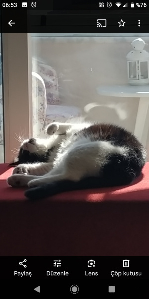 Sarman, Kedi  Oskar fotoğrafı