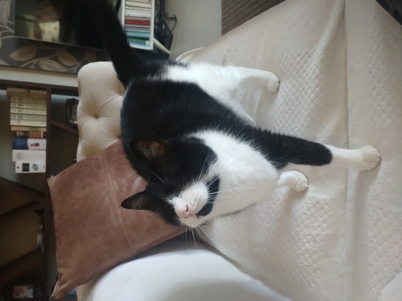 Sarman, Kedi  Oskar fotoğrafı