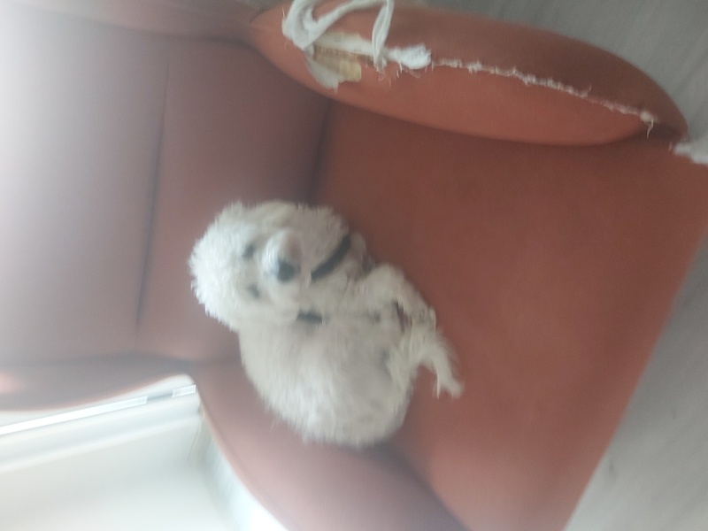 Maltese, Köpek  Tomiy fotoğrafı