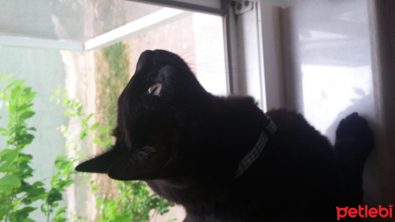Bombay, Kedi  Zeytin fotoğrafı
