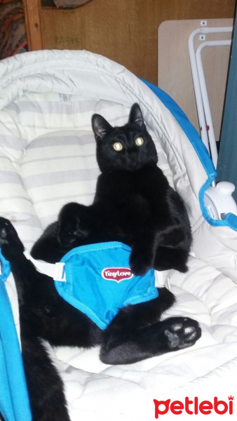 Bombay, Kedi  Zeytin fotoğrafı