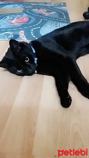 Bombay, Kedi  Zeytin fotoğrafı