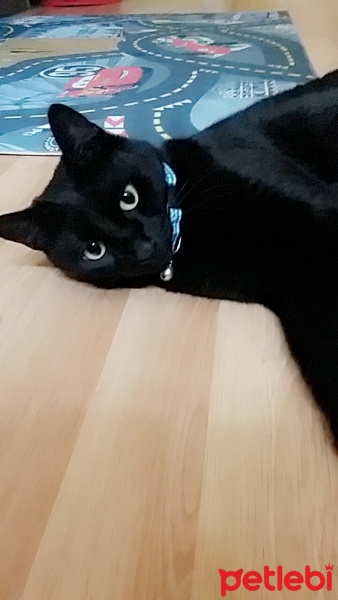 Bombay, Kedi  Zeytin fotoğrafı
