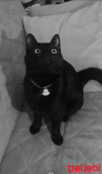 Bombay, Kedi  Zeytin fotoğrafı