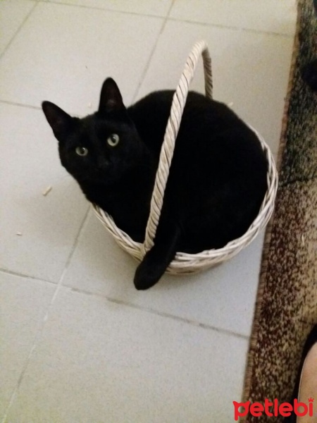 Bombay, Kedi  Zeytin fotoğrafı