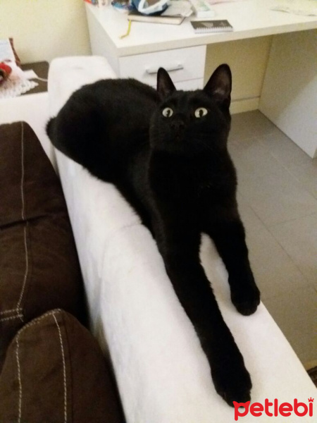 Bombay, Kedi  Zeytin fotoğrafı