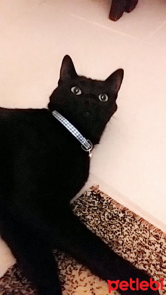 Bombay, Kedi  Zeytin fotoğrafı