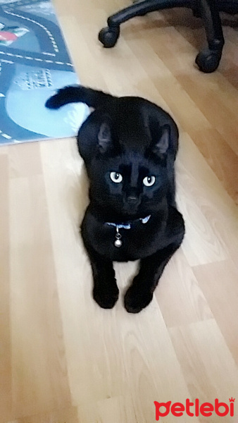 Bombay, Kedi  Zeytin fotoğrafı