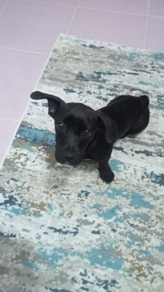 Labrador Retriever, Köpek  Eti fotoğrafı