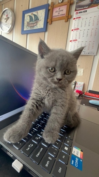 British Shorthair, Kedi  puffy fotoğrafı