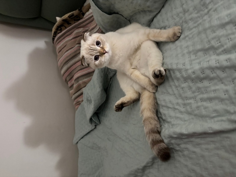 Scottish Fold, Kedi  Şila fotoğrafı