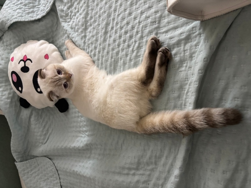 Scottish Fold, Kedi  Şila fotoğrafı
