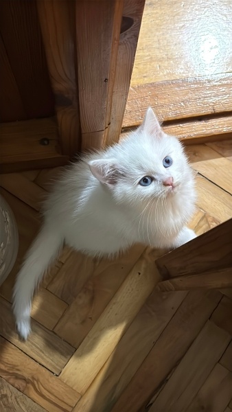 Scottish Fold, Kedi  Şila fotoğrafı