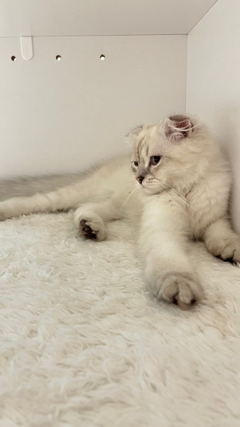 Scottish Fold, Kedi  Pars fotoğrafı