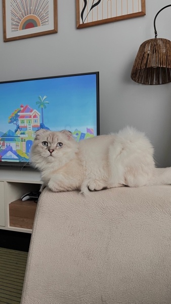 Scottish Fold, Kedi  Pars fotoğrafı