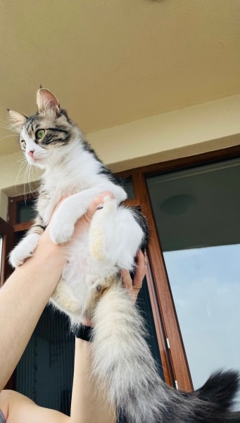 Tekir Kedi, Kedi  Turşu fotoğrafı