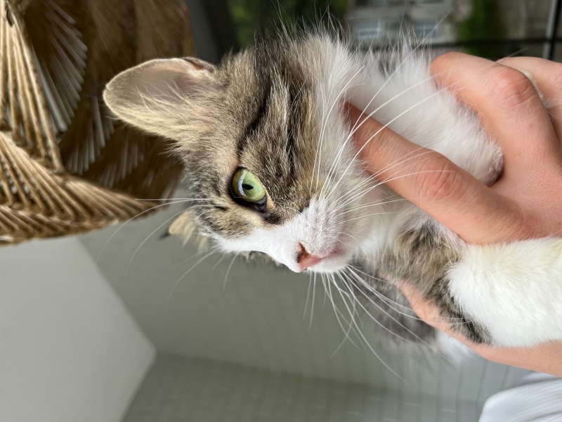 Tekir Kedi, Kedi  Turşu fotoğrafı