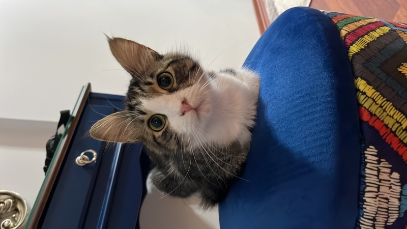 Tekir Kedi, Kedi  Turşu fotoğrafı