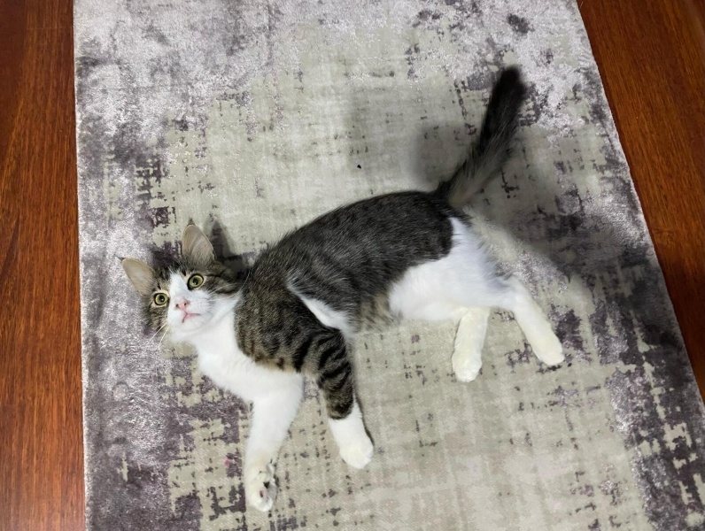 Tekir Kedi, Kedi  Turşu fotoğrafı