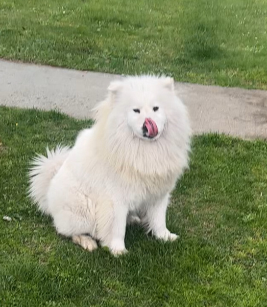 Samoyed, Köpek  pamuk fotoğrafı