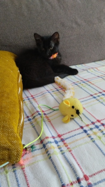 Tekir Kedi, Kedi  Çiko fotoğrafı