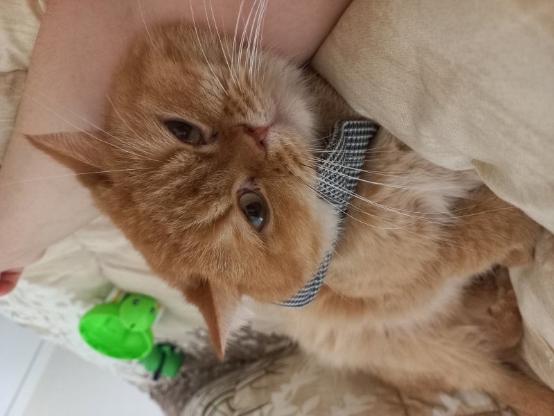 Brazilian Shorthair, Kedi  Tarçın fotoğrafı