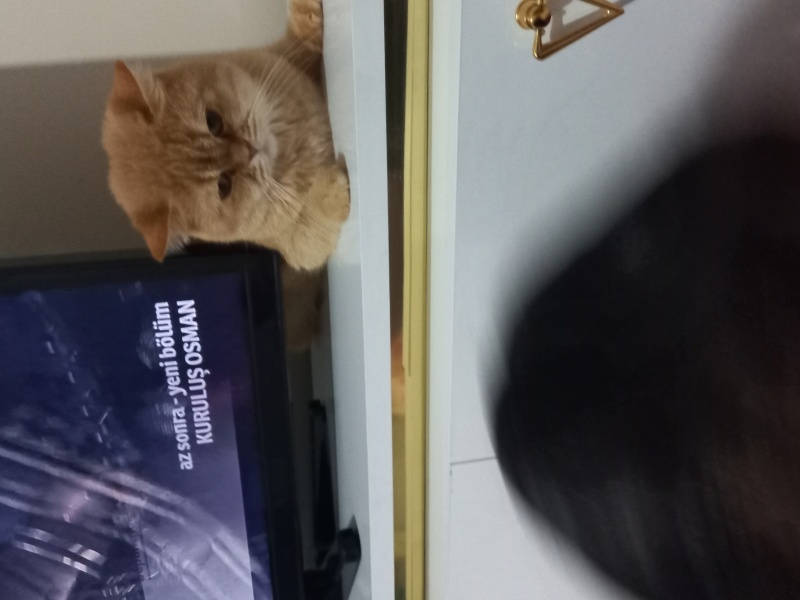 Brazilian Shorthair, Kedi  Tarçın fotoğrafı