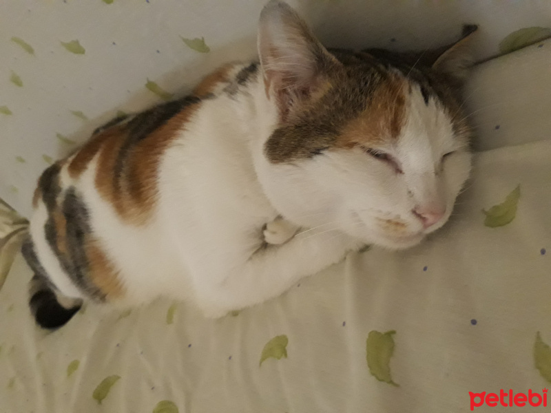  Kedi  Mırmır fotoğrafı