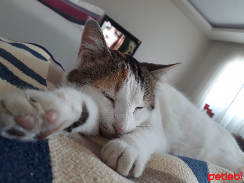  Kedi  Mırmır fotoğrafı