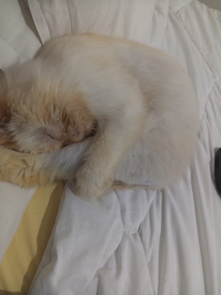 İran Kedisi (Persian), Kedi  Pamuk fotoğrafı