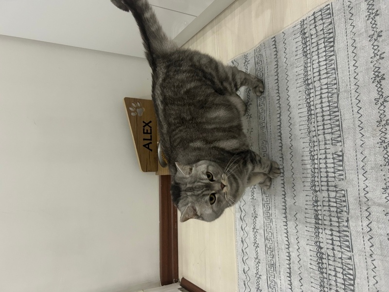 British Shorthair, Kedi  Alex fotoğrafı