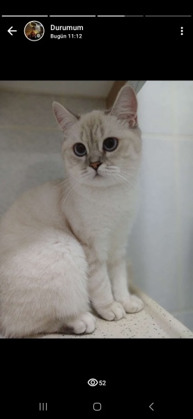 British Shorthair, Kedi  Polen fotoğrafı