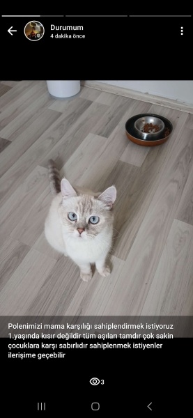 British Shorthair, Kedi  Polen fotoğrafı