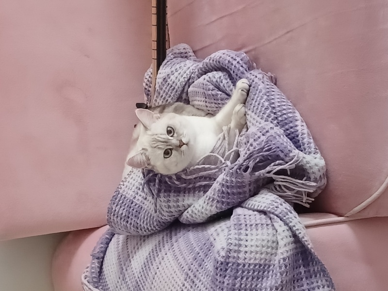 British Shorthair, Kedi  Polen fotoğrafı